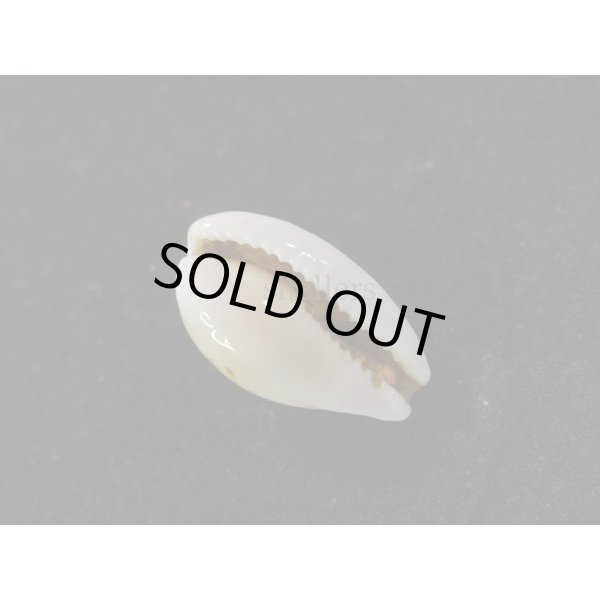 画像3: アフリカカノコ (3)