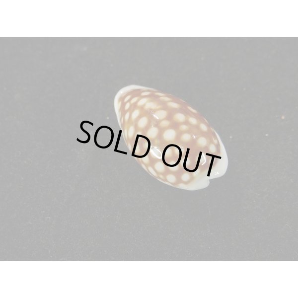 画像2: アフリカカノコ (2)