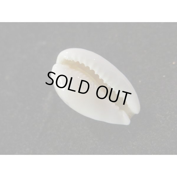 画像3: アフリカカノコ (3)