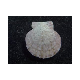 二枚貝 - Kaiショップ (Page 3)