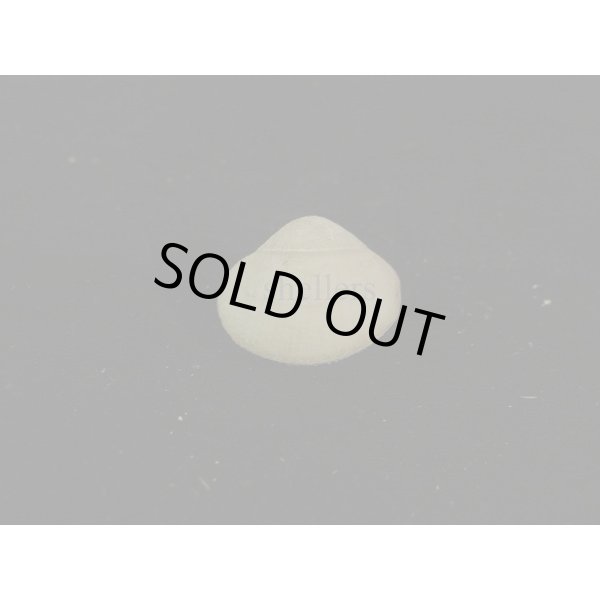 画像1: ギンスナゴ (1)