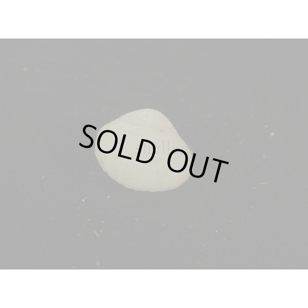 画像2: ギンスナゴ (2)