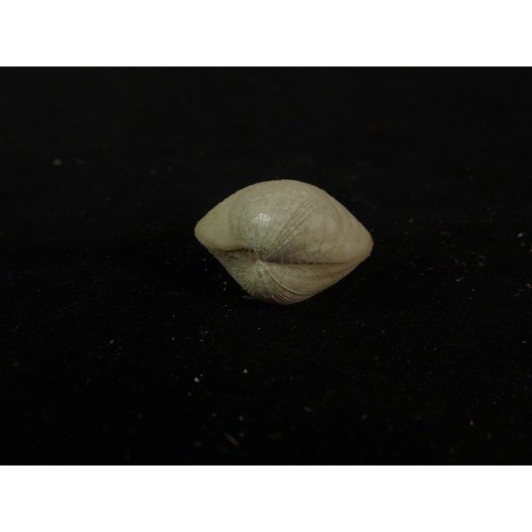 画像3: ギンスナゴ (3)