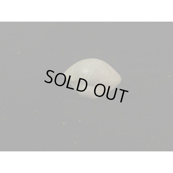 画像3: ギンスナゴ (3)