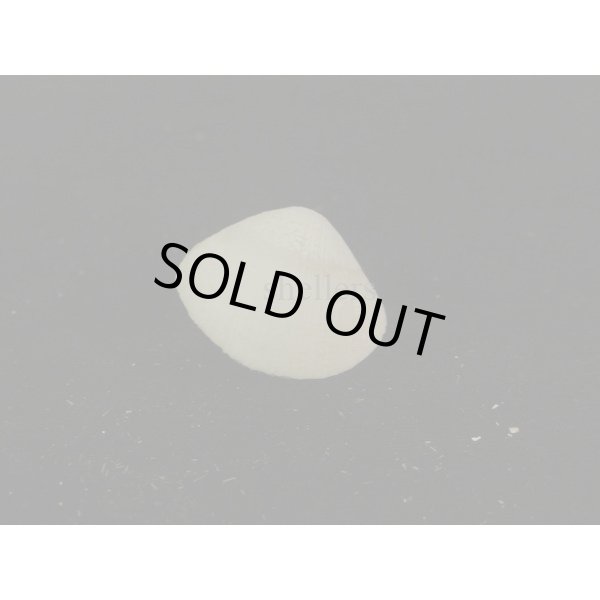 画像2: ギンスナゴ 大 (2)