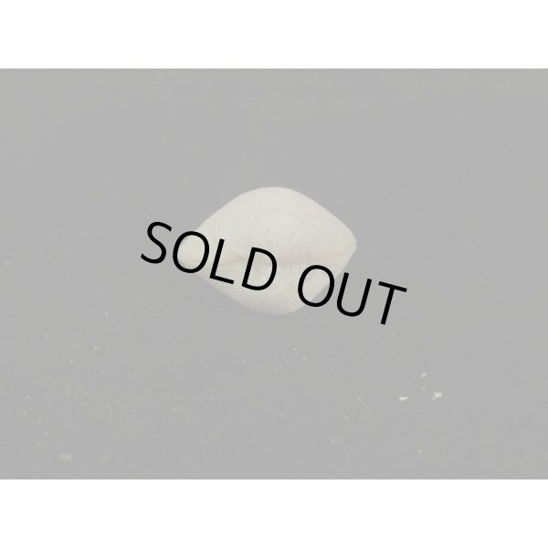 画像3: ギンスナゴ 大 (3)