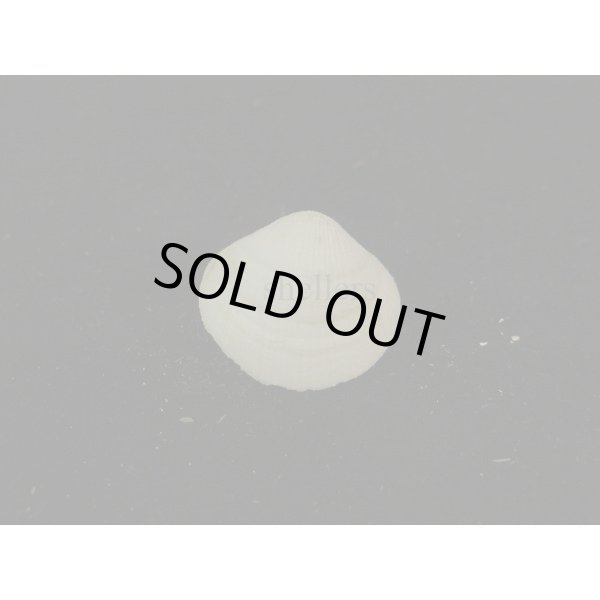 画像2: ギンスナゴ 大 (2)