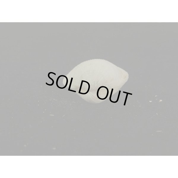 画像3: ギンスナゴ 大 (3)