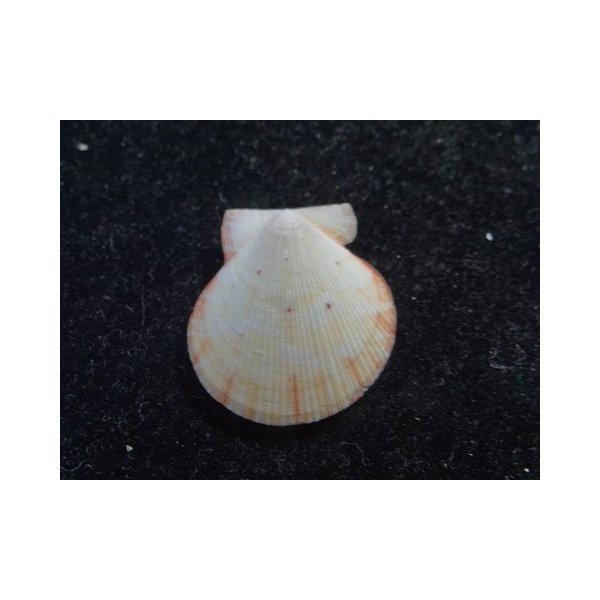 画像2: モルジヴニシキ ブロッジ型 (2)