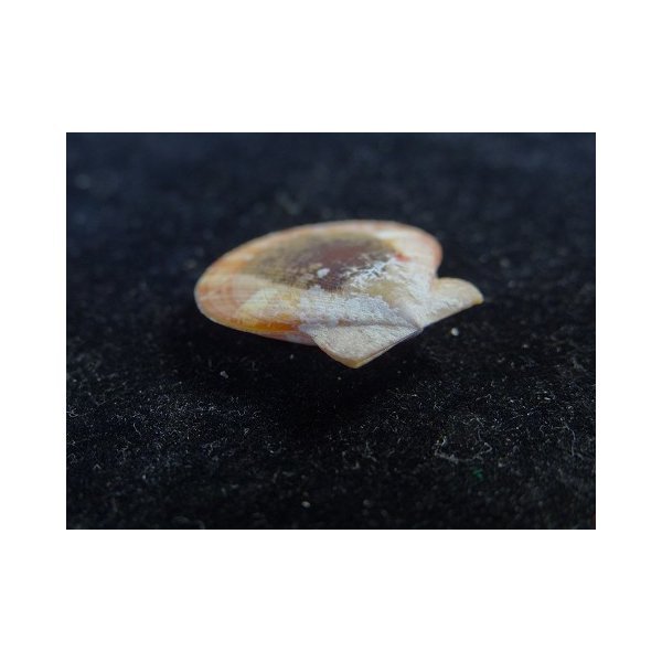 画像3: モルジヴニシキ ブロッジ型 (3)