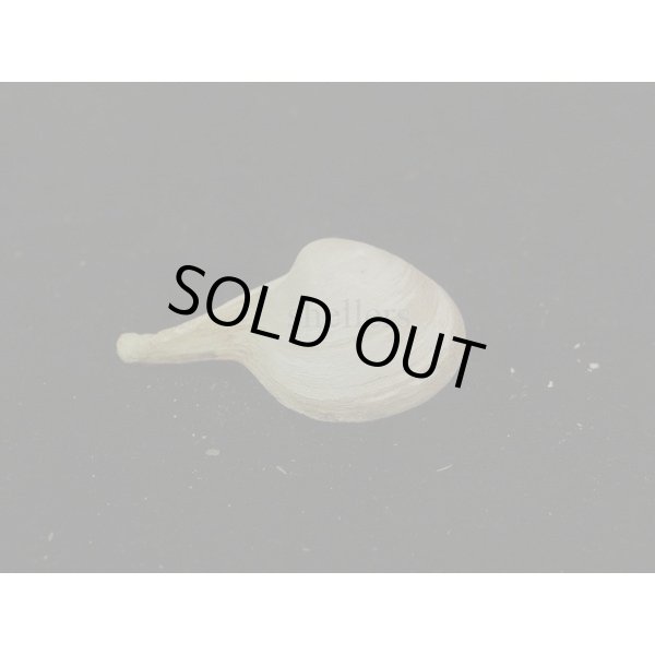 画像2: カワムラシャクシ (2)