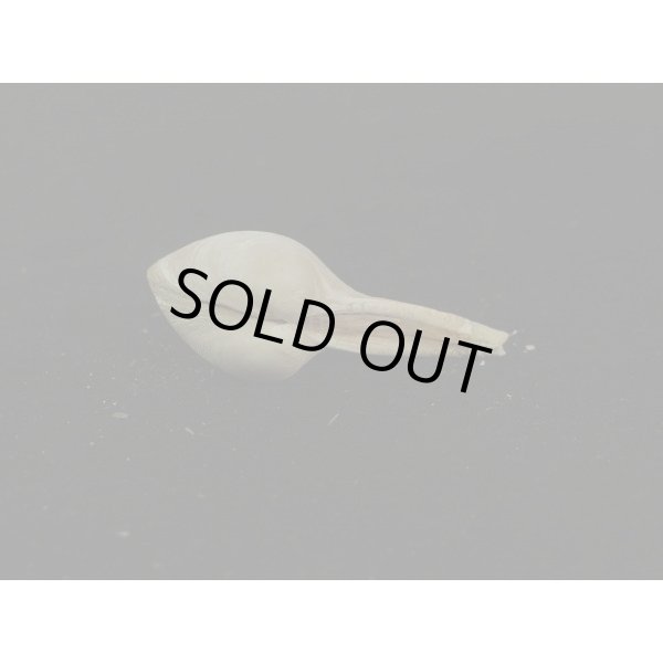 画像3: カワムラシャクシ (3)