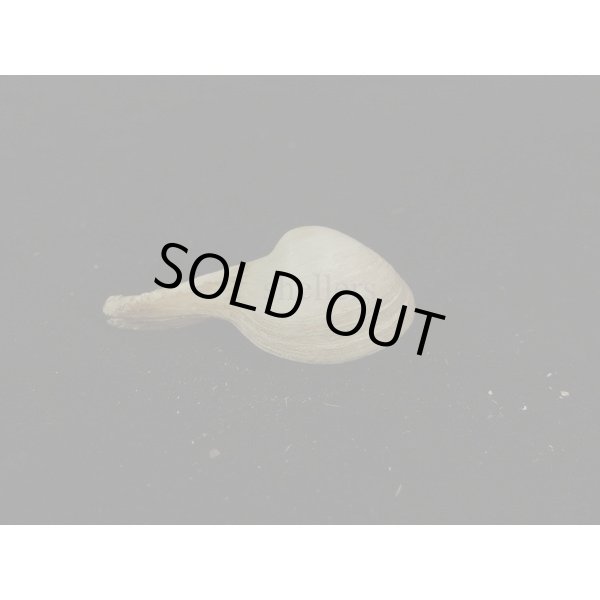 画像2: カワムラシャクシ (2)