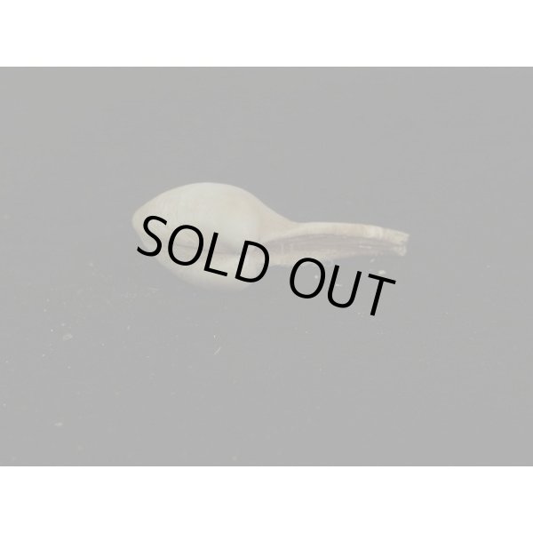 画像3: カワムラシャクシ (3)