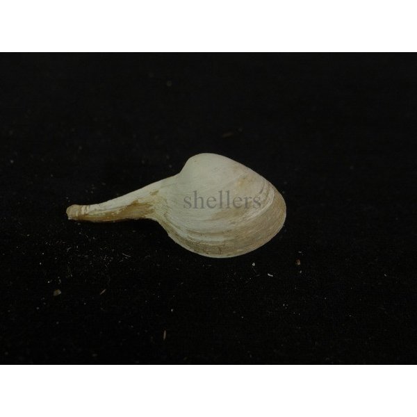 画像2: カワムラシャクシ (2)