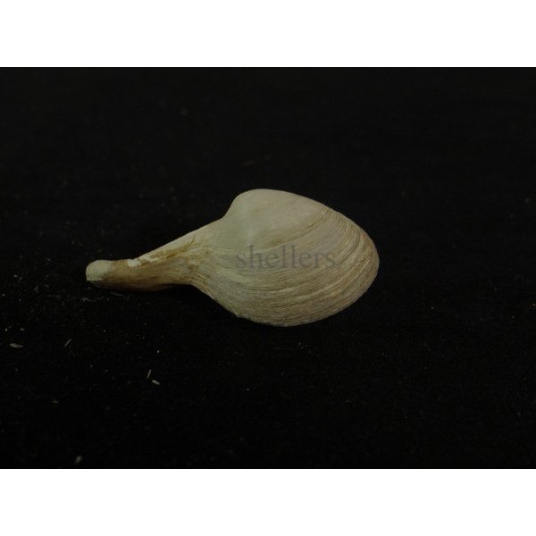 画像2: カワムラシャクシ (2)