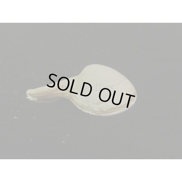 画像2: カワムラシャクシ (2)