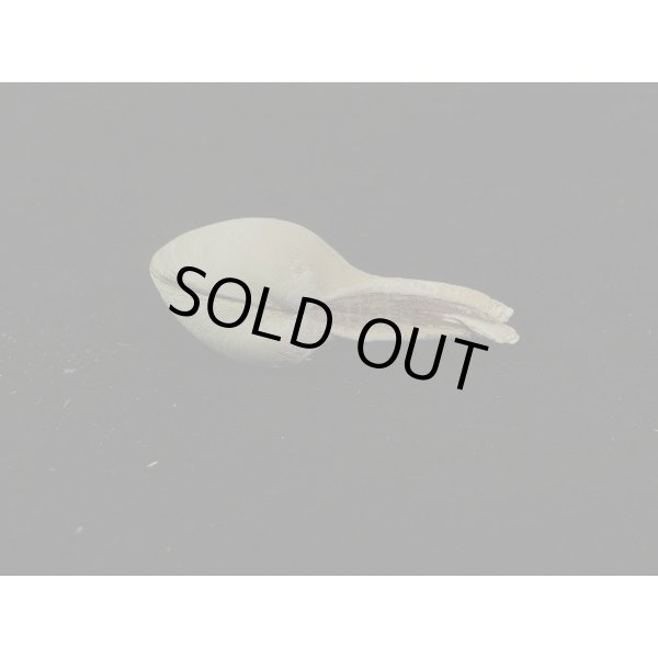 画像3: カワムラシャクシ (3)