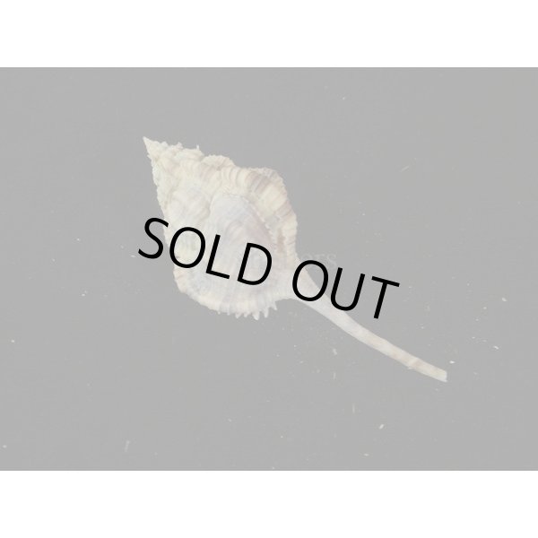 画像2: トサツブリ (2)