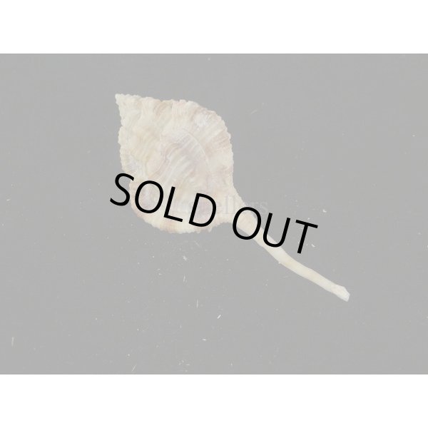 画像2: トサツブリ (2)