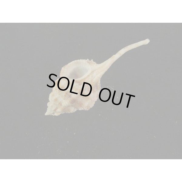 画像3: トサツブリ (3)