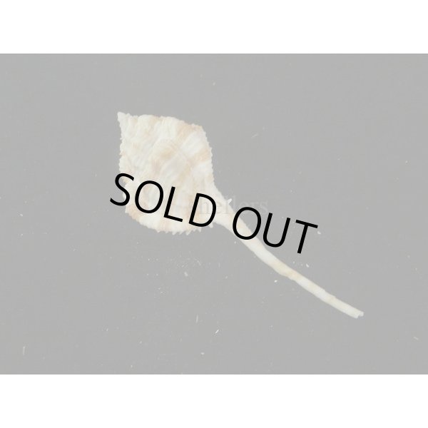 画像2: トサツブリ (2)