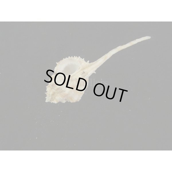 画像3: トサツブリ (3)