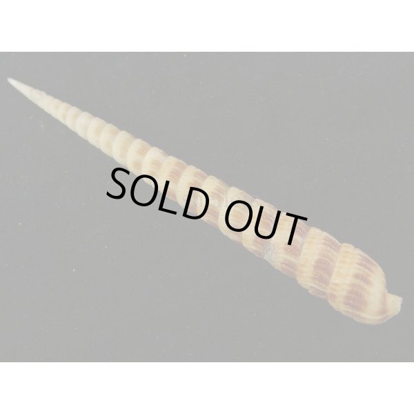 画像2: フジタギリ (2)