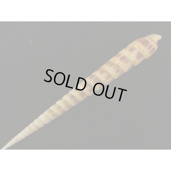 画像3: フジタギリ (3)