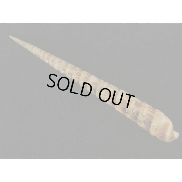 画像2: フジタギリ (2)