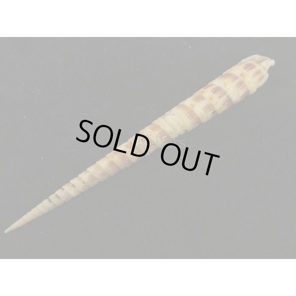 画像3: フジタギリ (3)