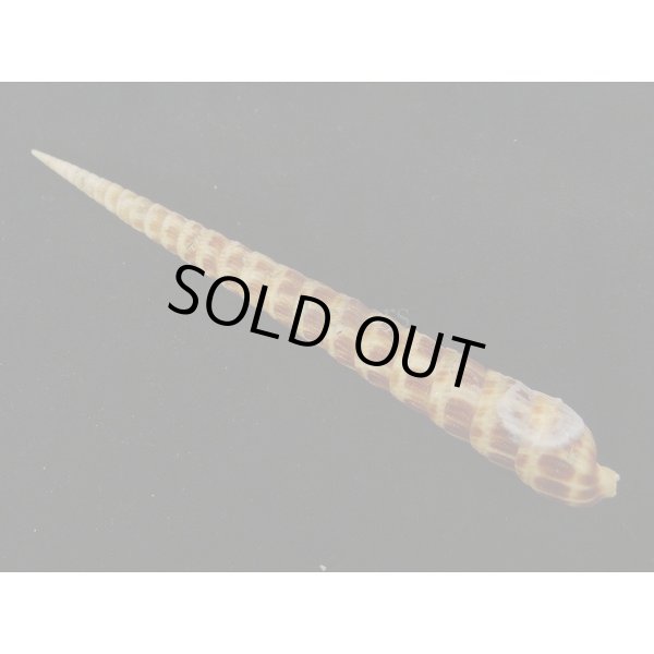 画像2: フジタギリ (2)