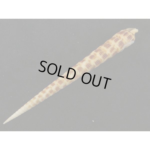 画像3: フジタギリ (3)