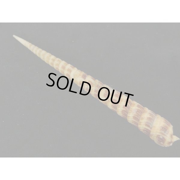 画像2: フジタギリ (2)