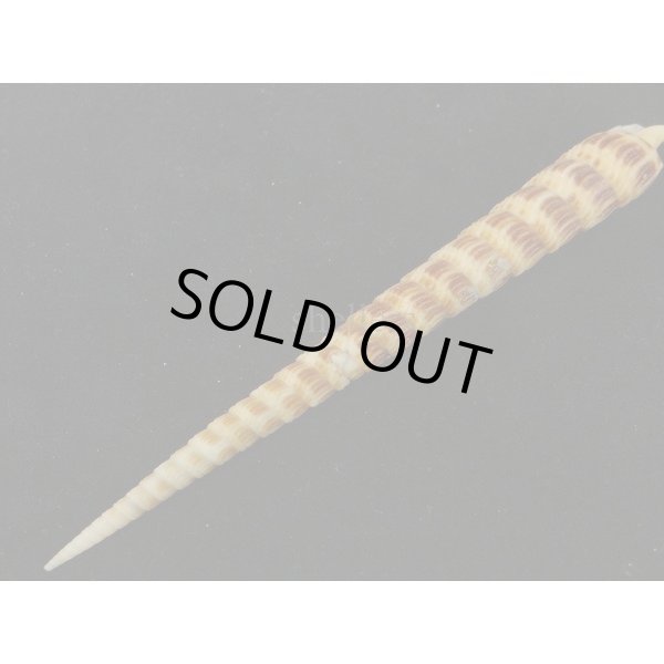 画像3: フジタギリ (3)