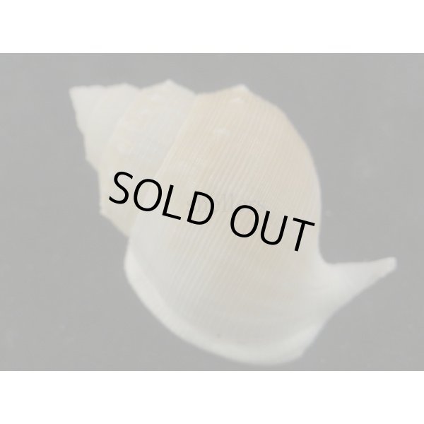 画像2: スズマヒメカブトウラシマ (2)