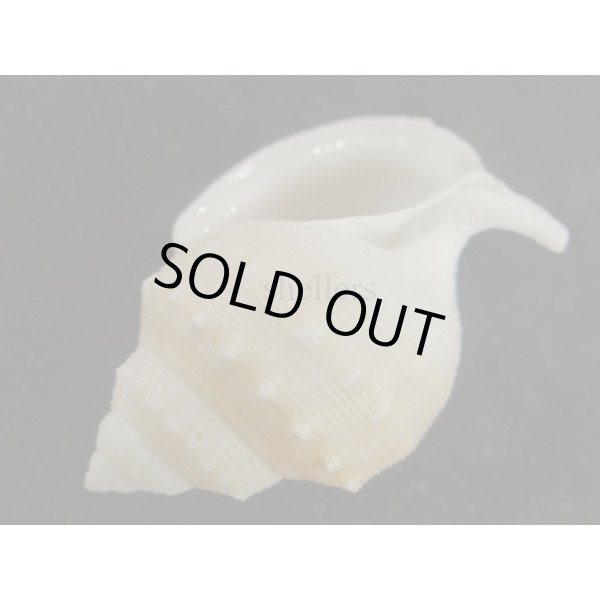 画像3: スズマヒメカブトウラシマ (3)