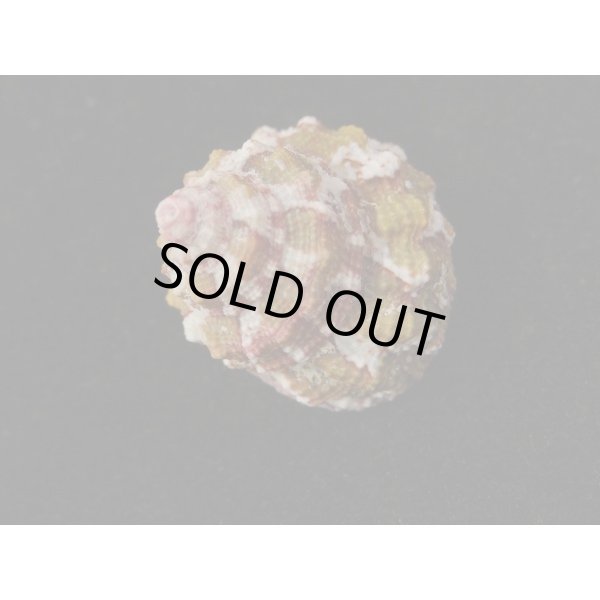 画像2: レイシウズ (2)