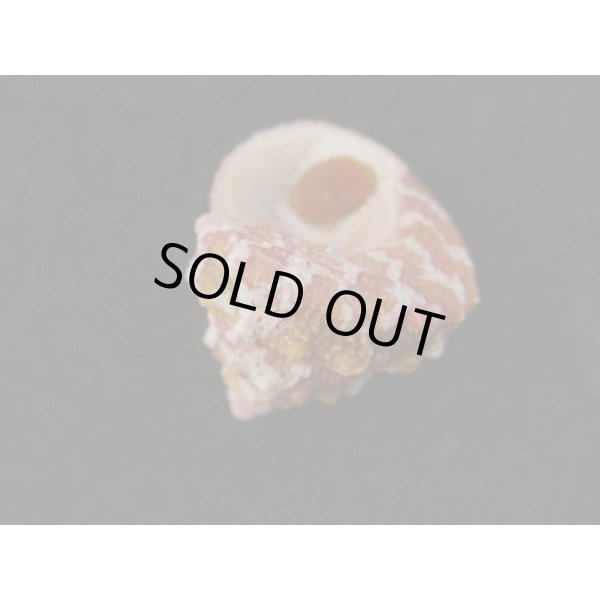 画像3: レイシウズ (3)