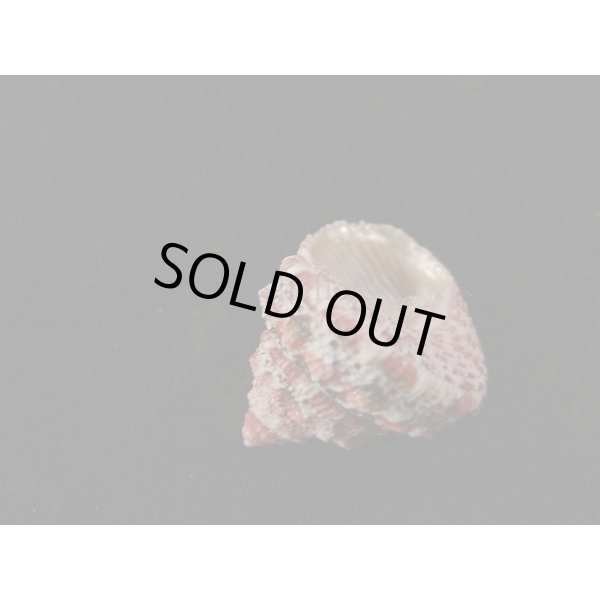 画像2: レイシウズ (2)