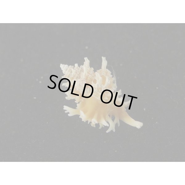 画像2: アカネヨウラク (2)