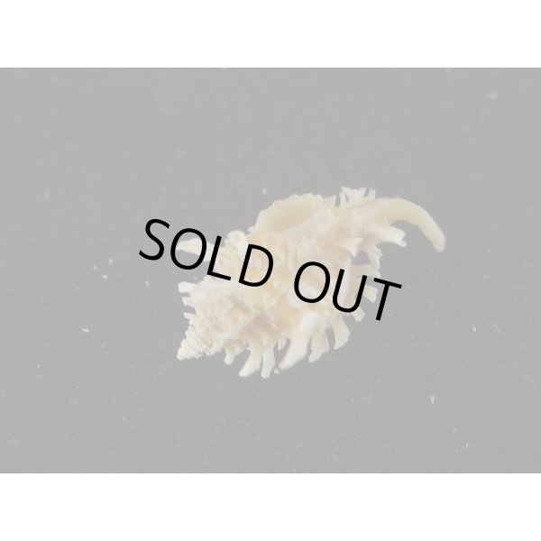 画像3: アカネヨウラク (3)