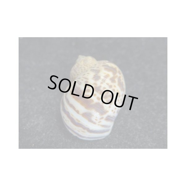 画像2: ハナヨメタマガイ ガボン産 (2)