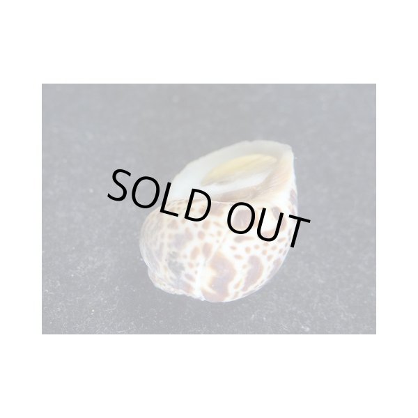 画像3: ハナヨメタマガイ ガボン産 (3)