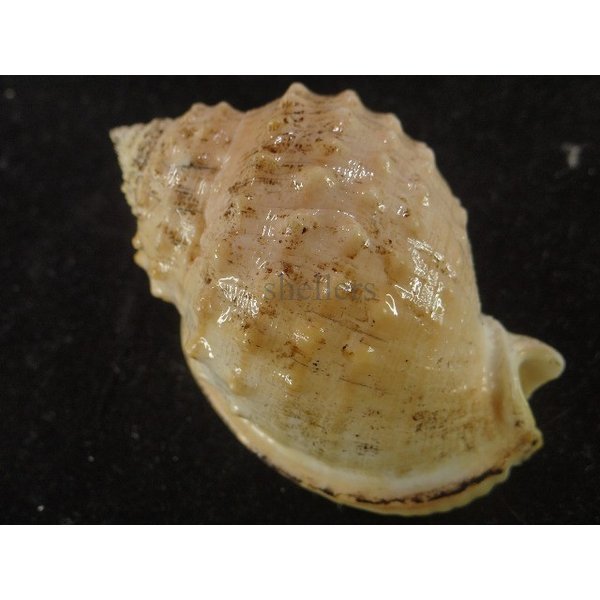 画像2: ニクイロカブトウラシマ (2)