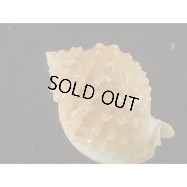 画像2: ニクイロカブトウラシマ (2)