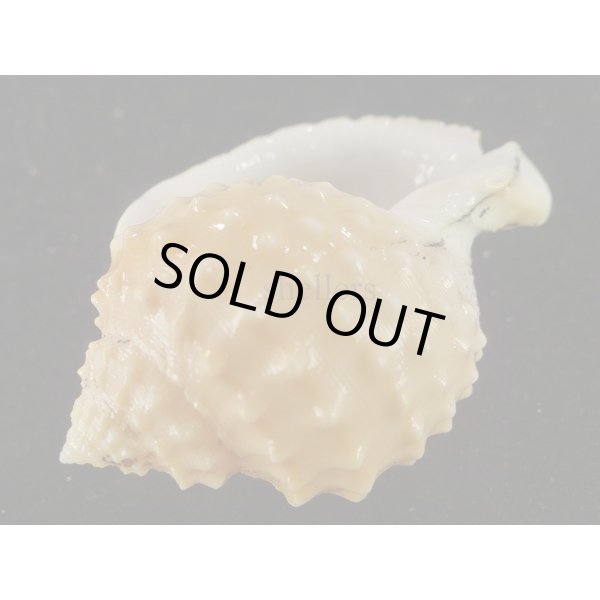 画像3: ニクイロカブトウラシマ (3)