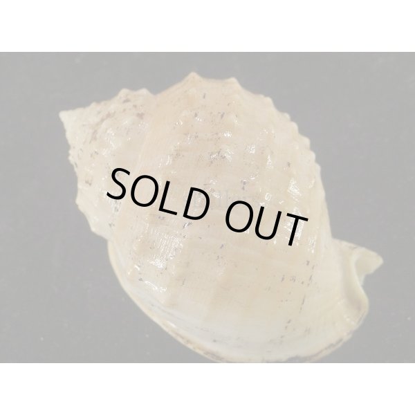 画像2: ニクイロカブトウラシマ (2)