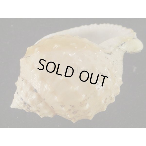 画像3: ニクイロカブトウラシマ (3)