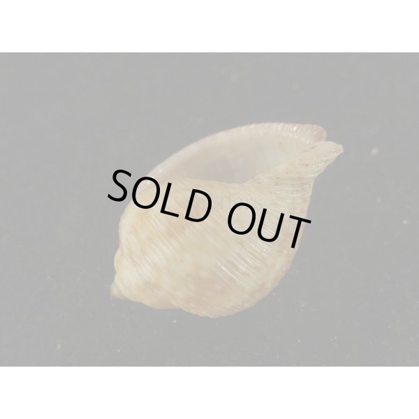 画像3: ナシガタミヤシロ (3)